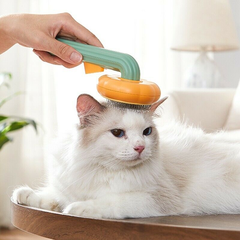cat pet pumpkin brush pet grooming